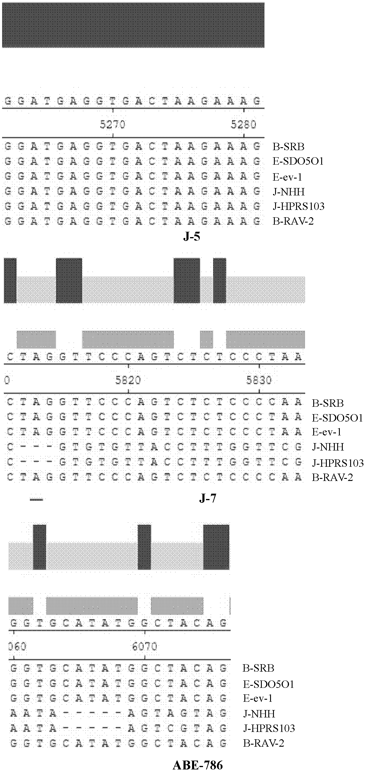 Gene chip, kit and method for detecting subtype avian lymphoid leukemia virus