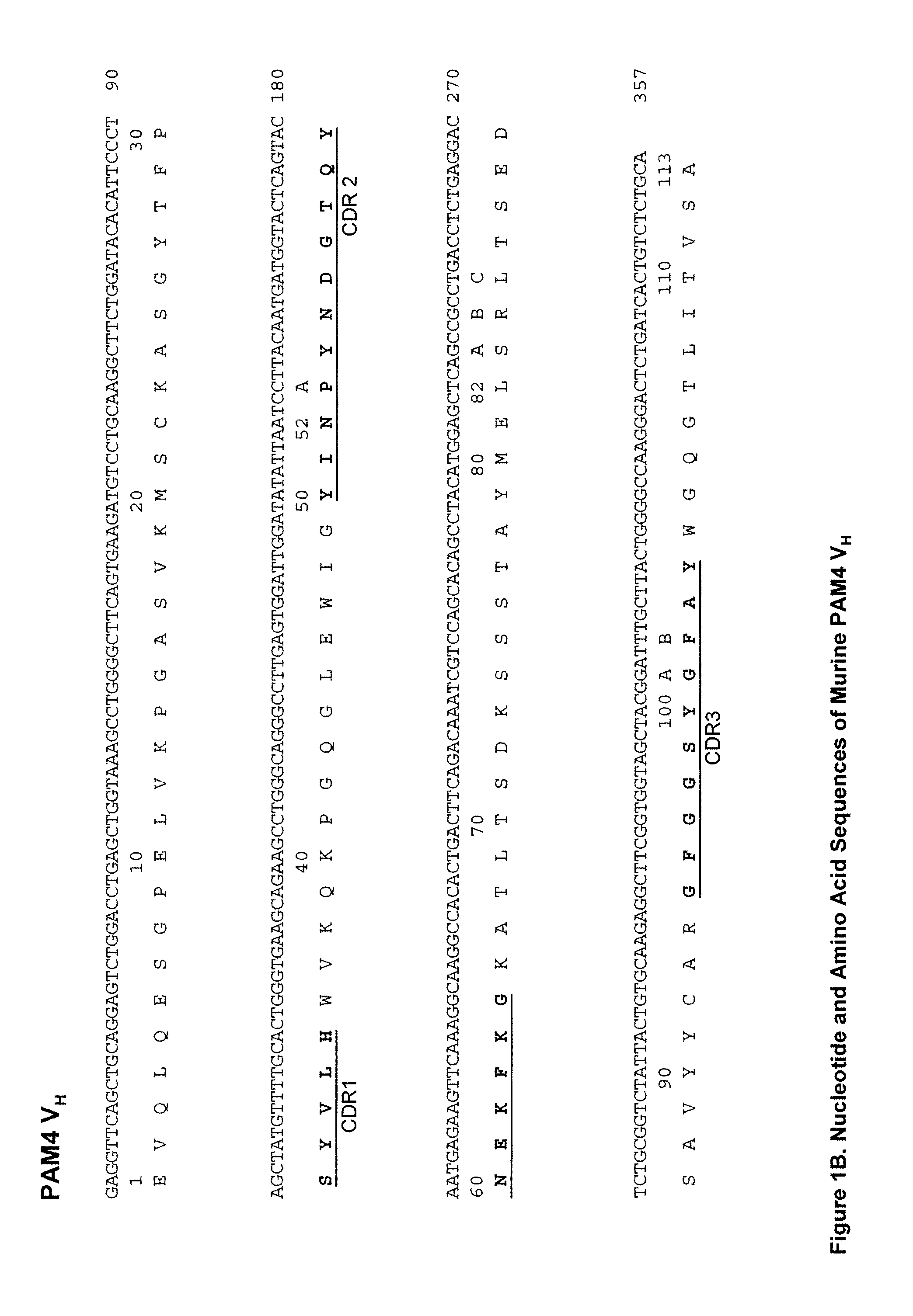 Anti-pancreatic cancer antibodies