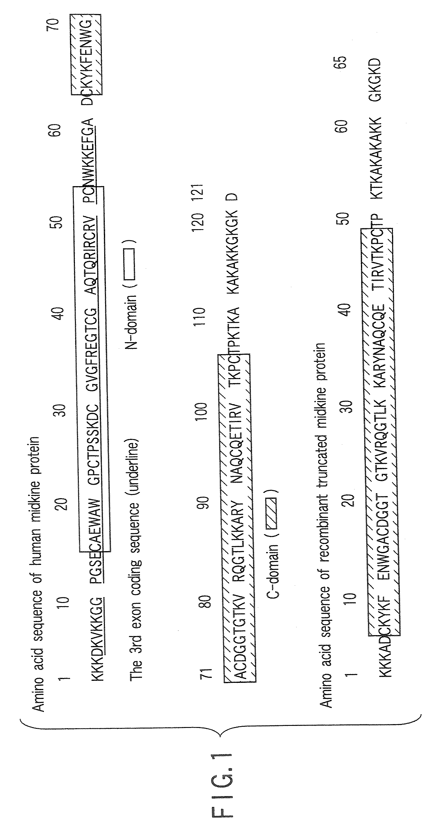 Monoclonal antibody specific to truncated midkine (TMK) protein and uses thereof