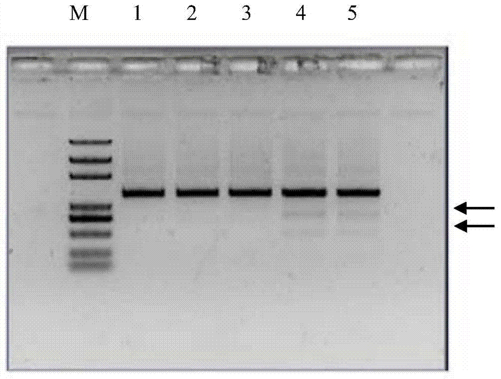 Site-directed mutagenesis system of mustard genome and application of site-directed mutagenesis system