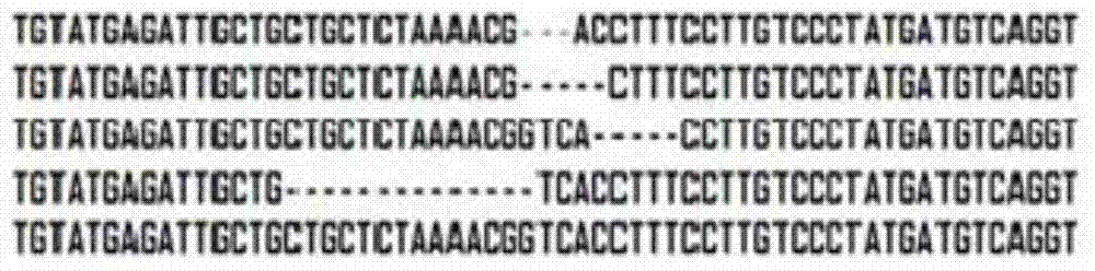 Site-directed mutagenesis system of mustard genome and application of site-directed mutagenesis system