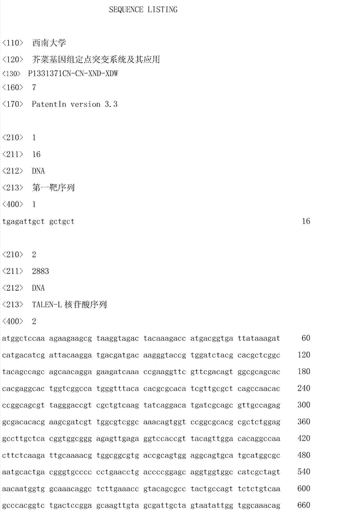 Site-directed mutagenesis system of mustard genome and application of site-directed mutagenesis system