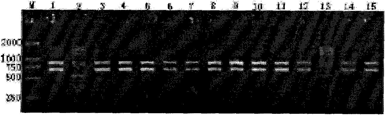 Method for performing variety identification and seed purity check of celery cabbage by using SCAR marker