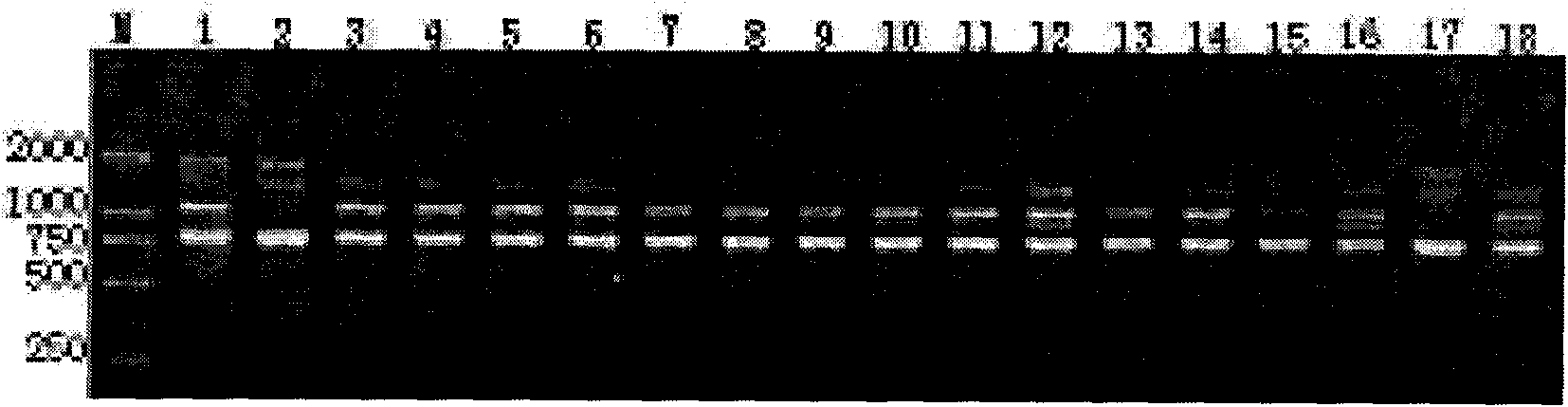 Method for performing variety identification and seed purity check of celery cabbage by using SCAR marker