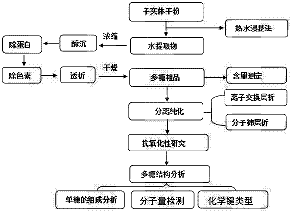 Leccinum extremiorientale antioxidant polysaccharides and extracting and separating process thereof