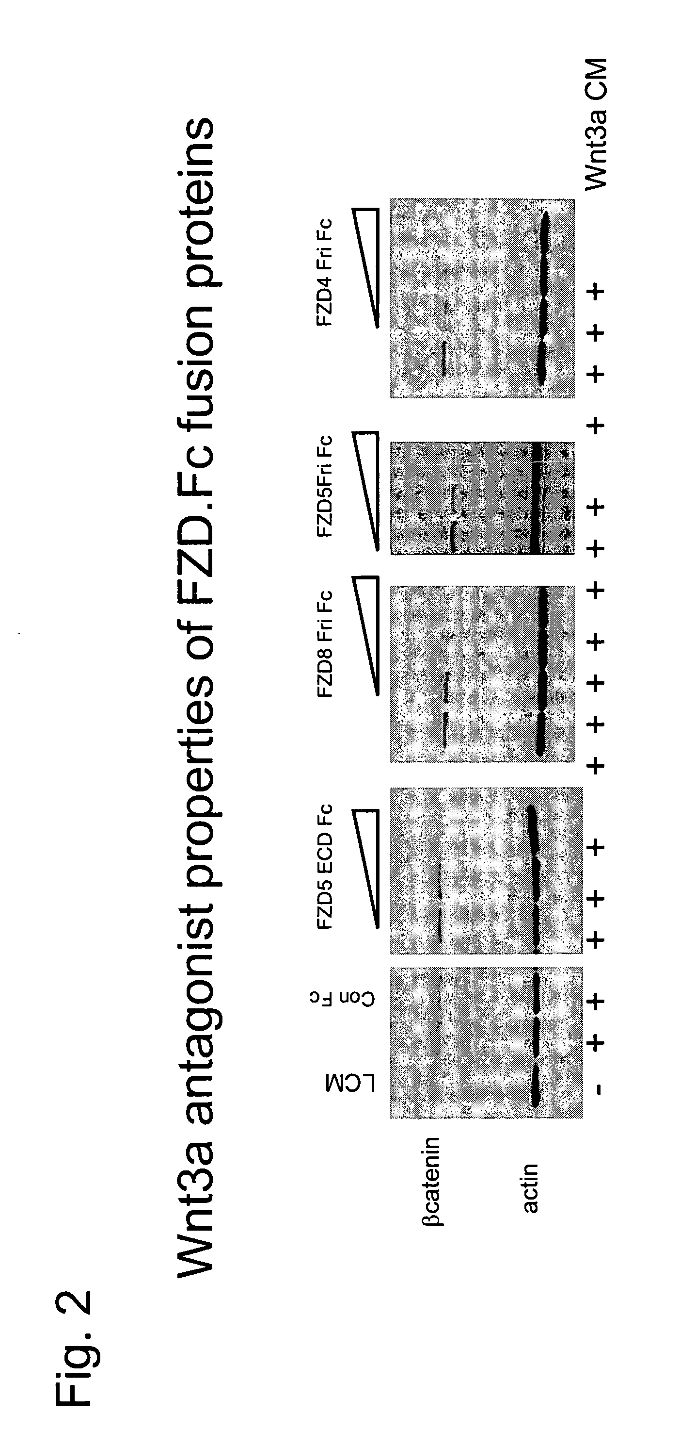 Compositions and methods for inhibiting Wnt-dependent solid tumor cell growth