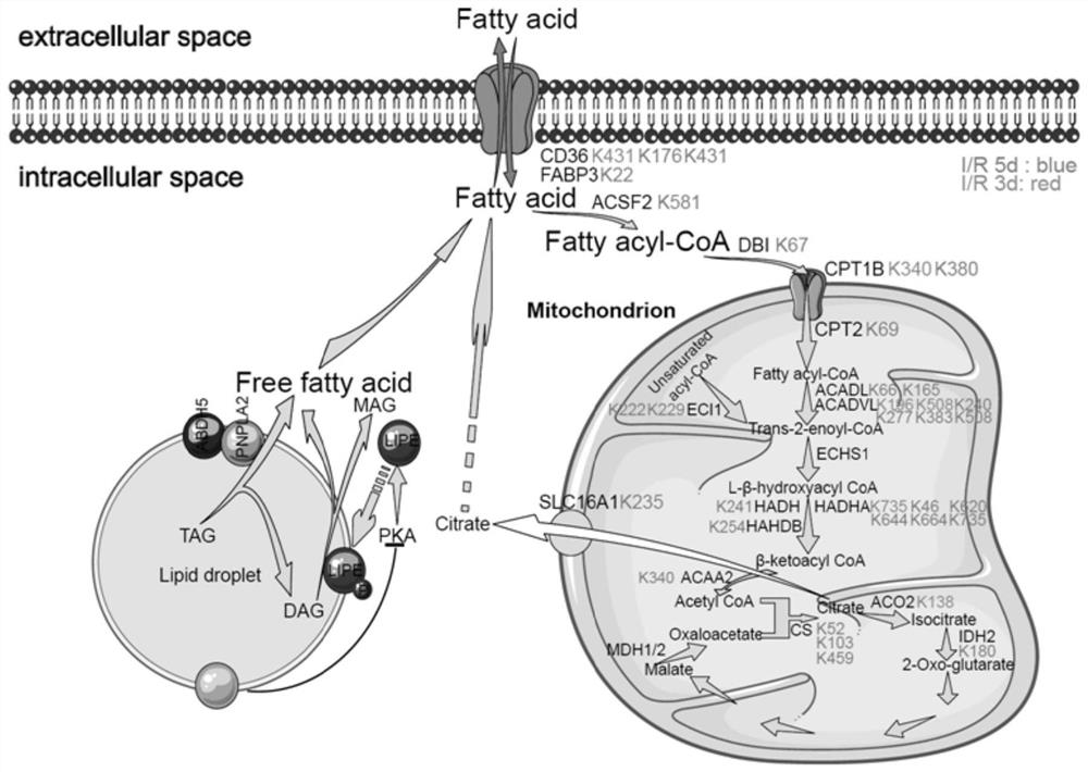 Application of crotonate, its preparation and its preparation method