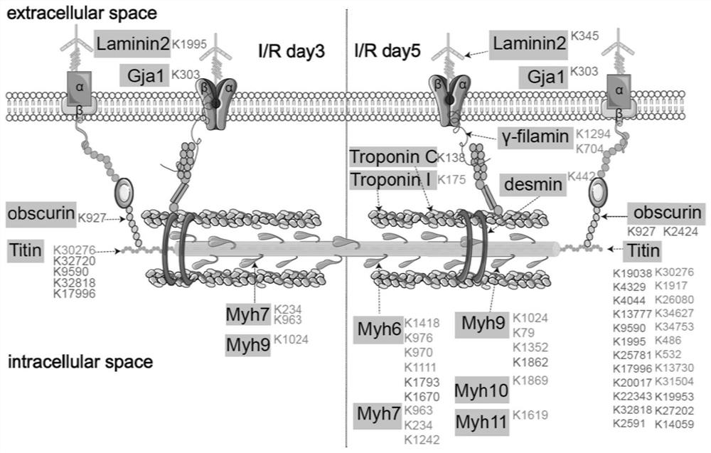 Application of crotonate, its preparation and its preparation method