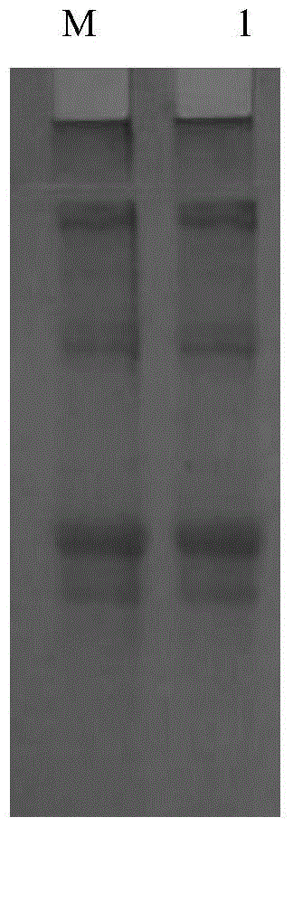 Aseptic collagen liquid with biological activity and preparation method thereof