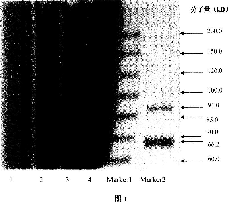 Antheraea pernyi silk fibrion biology medicine material and the preparation method