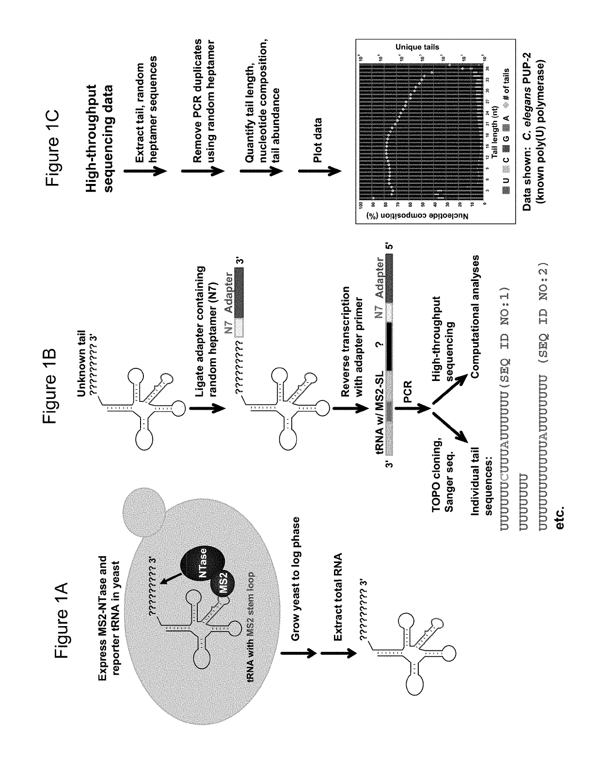 Poly(UG) polymerase, constructs, and methods of making and using the same