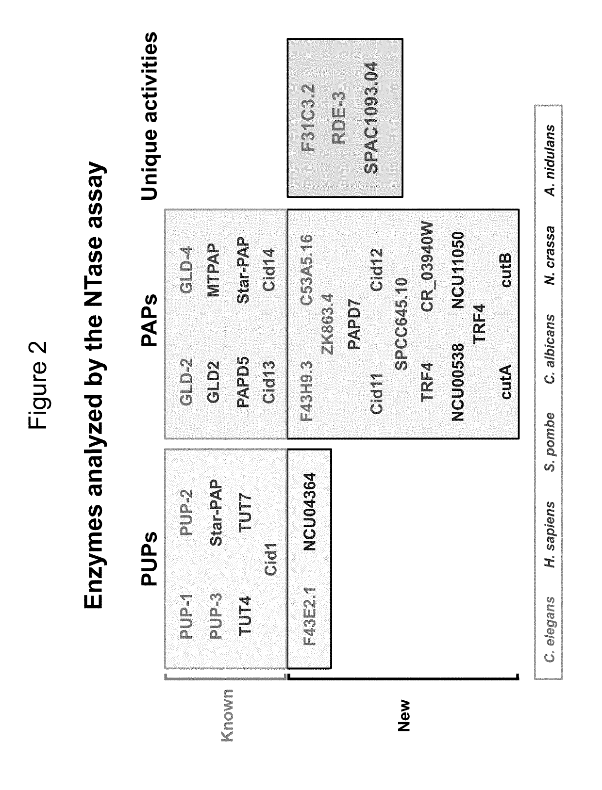 Poly(UG) polymerase, constructs, and methods of making and using the same