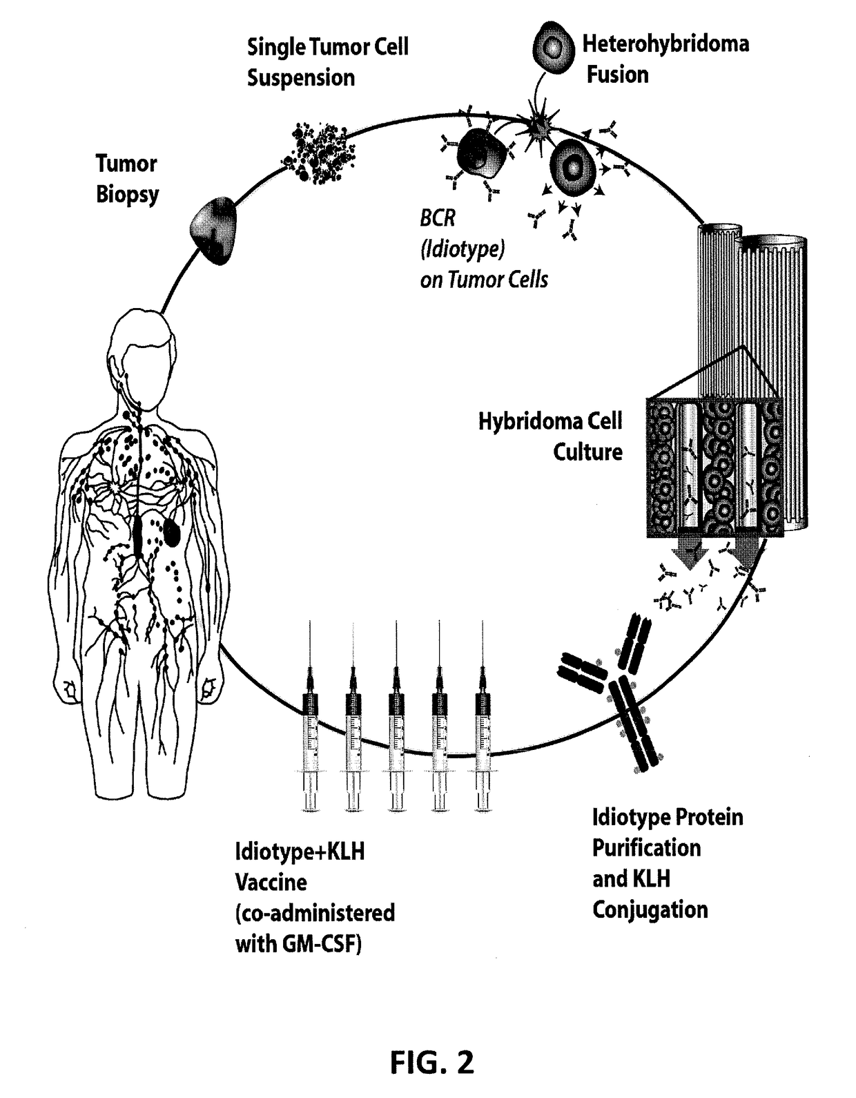 Methods for producing high-fidelity autologous idiotype vaccines