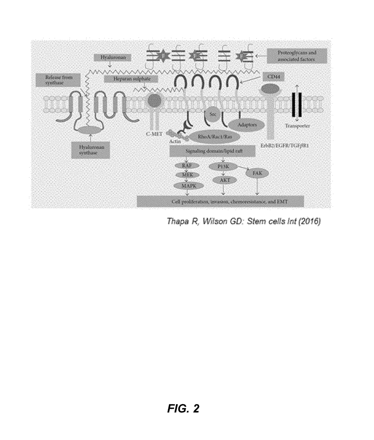 Immune modulators in combination with radiation treatment