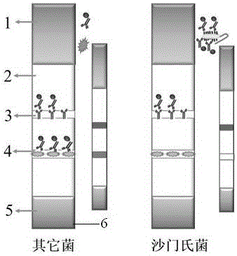 Preparation method of colloidal gold test paper strip for detecting salmonella in food based on salmonella core polysaccharide monoclonal antibody