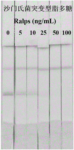 Preparation method of colloidal gold test paper strip for detecting salmonella in food based on salmonella core polysaccharide monoclonal antibody