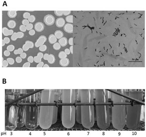 Acid-resistant bacillus amyloliquefaciens Kc-5 and application thereof