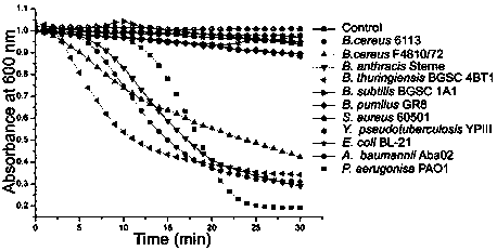 Bacillus cereus phage lyase, preparation method and application thereof