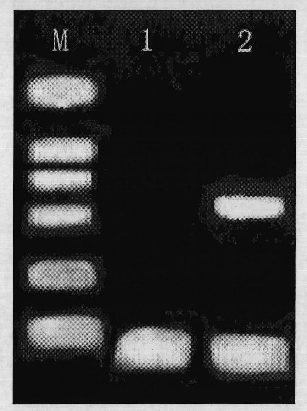 Extracting method of viral nucleic acid capable of being used for high flux full automation extraction by magnetic bead method