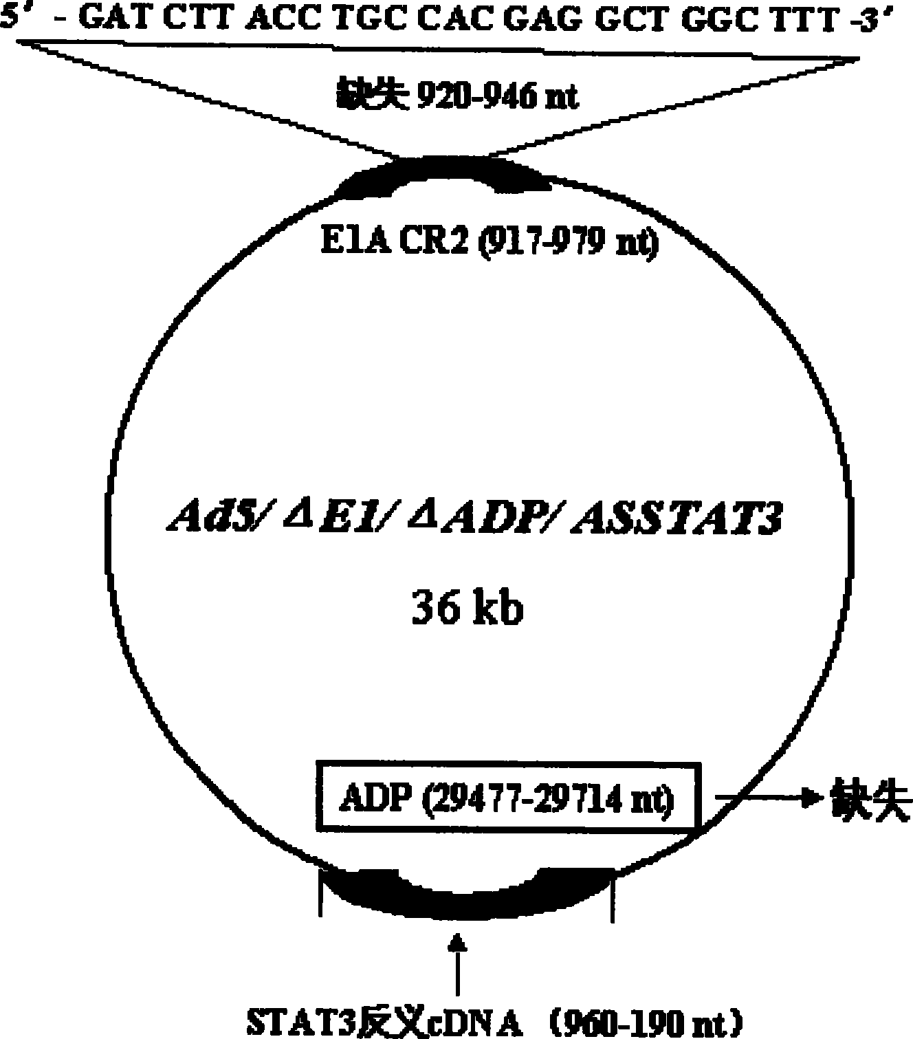 Obtaining method and use of novel oncolytic adenovirus construct with selective tumor blockage STAT3