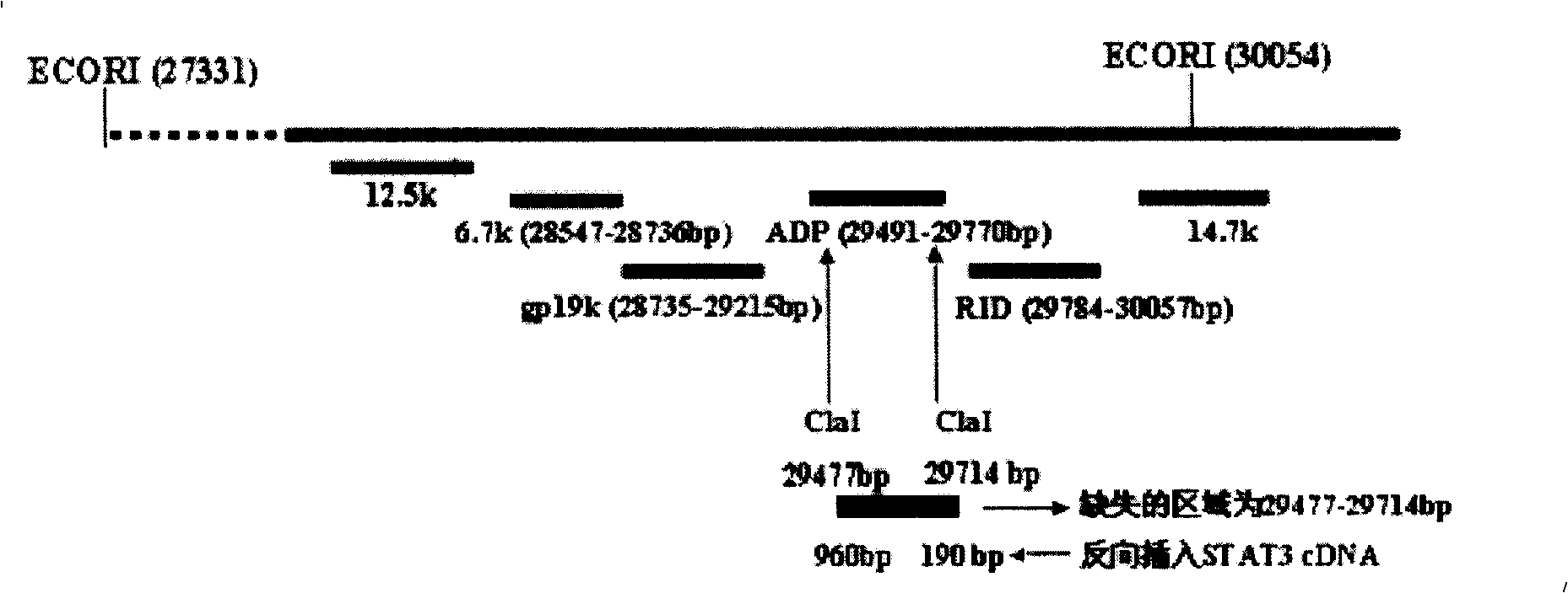 Obtaining method and use of novel oncolytic adenovirus construct with selective tumor blockage STAT3