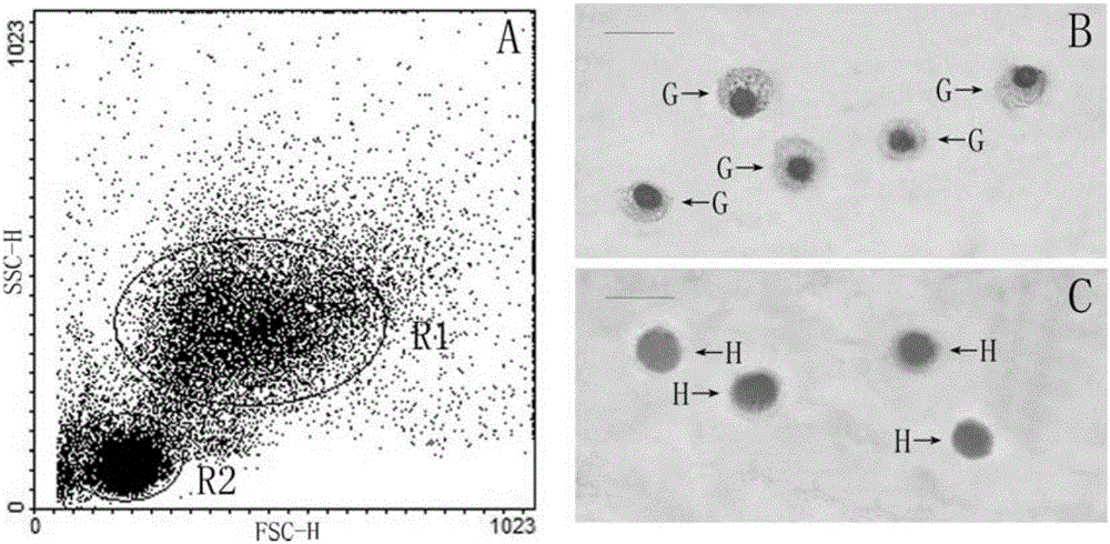 Monoclonal antibody against 30.9kda protein of hemocyte cell membrane of Chinese mitten crab granule and preparation method thereof