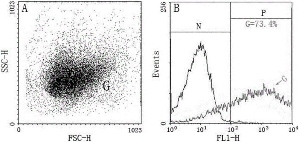 Monoclonal antibody against 30.9kda protein of hemocyte cell membrane of Chinese mitten crab granule and preparation method thereof