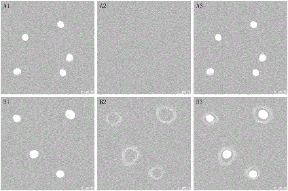 Monoclonal antibody against 30.9kda protein of hemocyte cell membrane of Chinese mitten crab granule and preparation method thereof