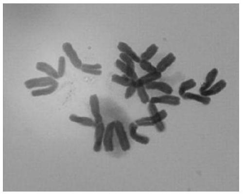 FISH (fluorescence in situ hybridization) method of allium mongolicum regel chromosome