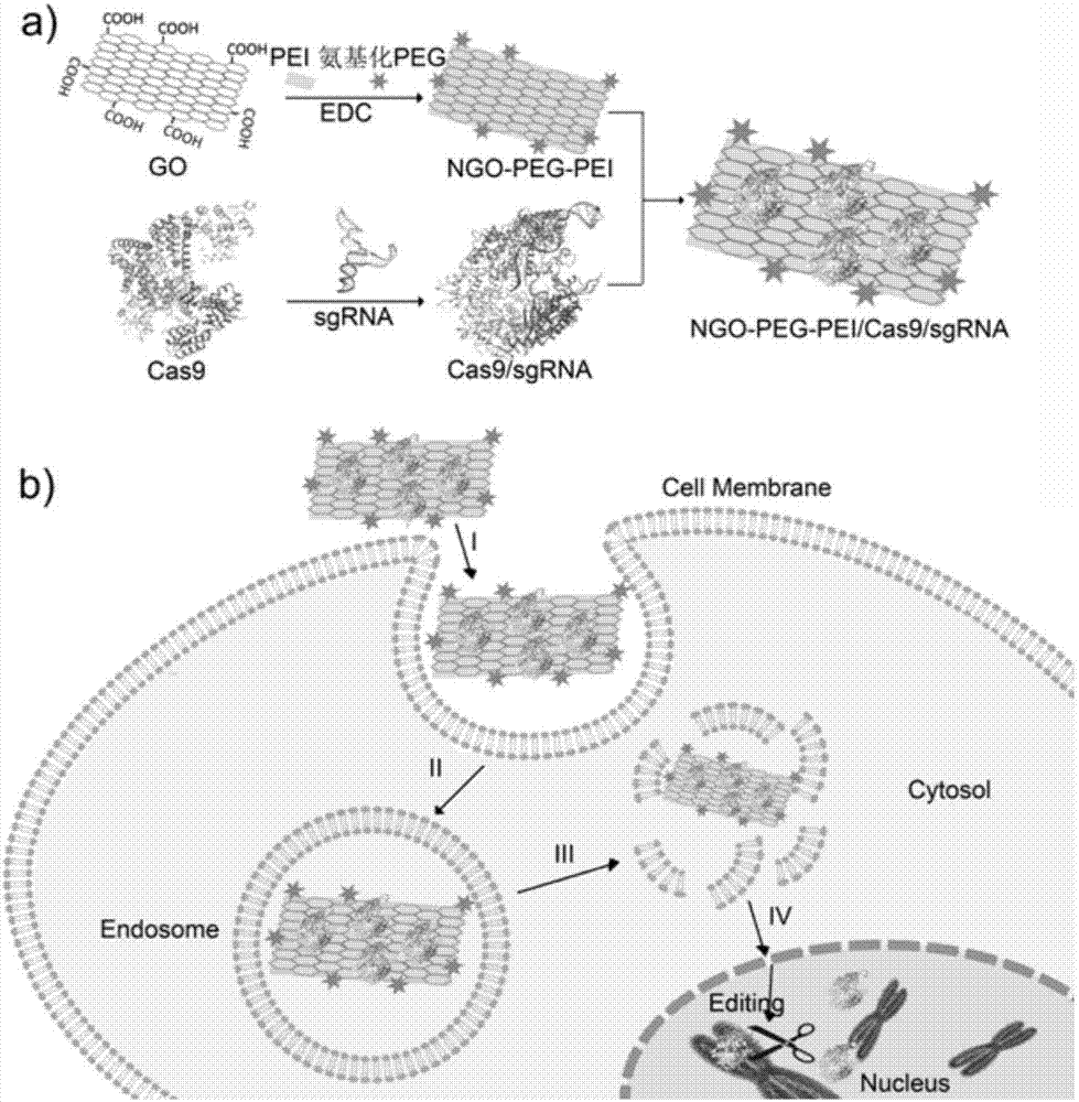 Method for efficiently carrying CRISPR/Cas9 through functionalized graphene oxide for gene editing