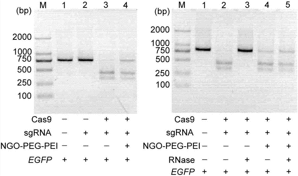 Method for efficiently carrying CRISPR/Cas9 through functionalized graphene oxide for gene editing