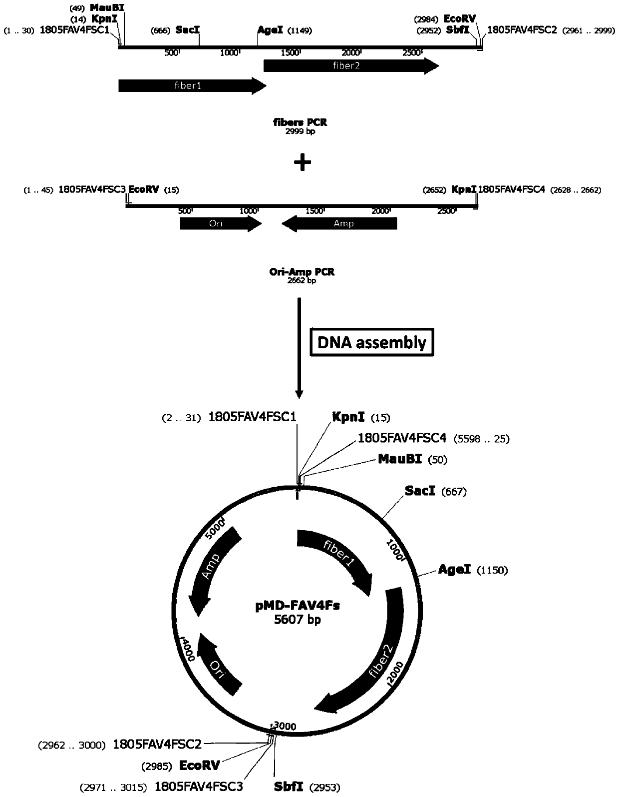 Fowl type-4 adenovirus vector for target infection on mammalian cells and application of fowl type-4 adenovirus vector