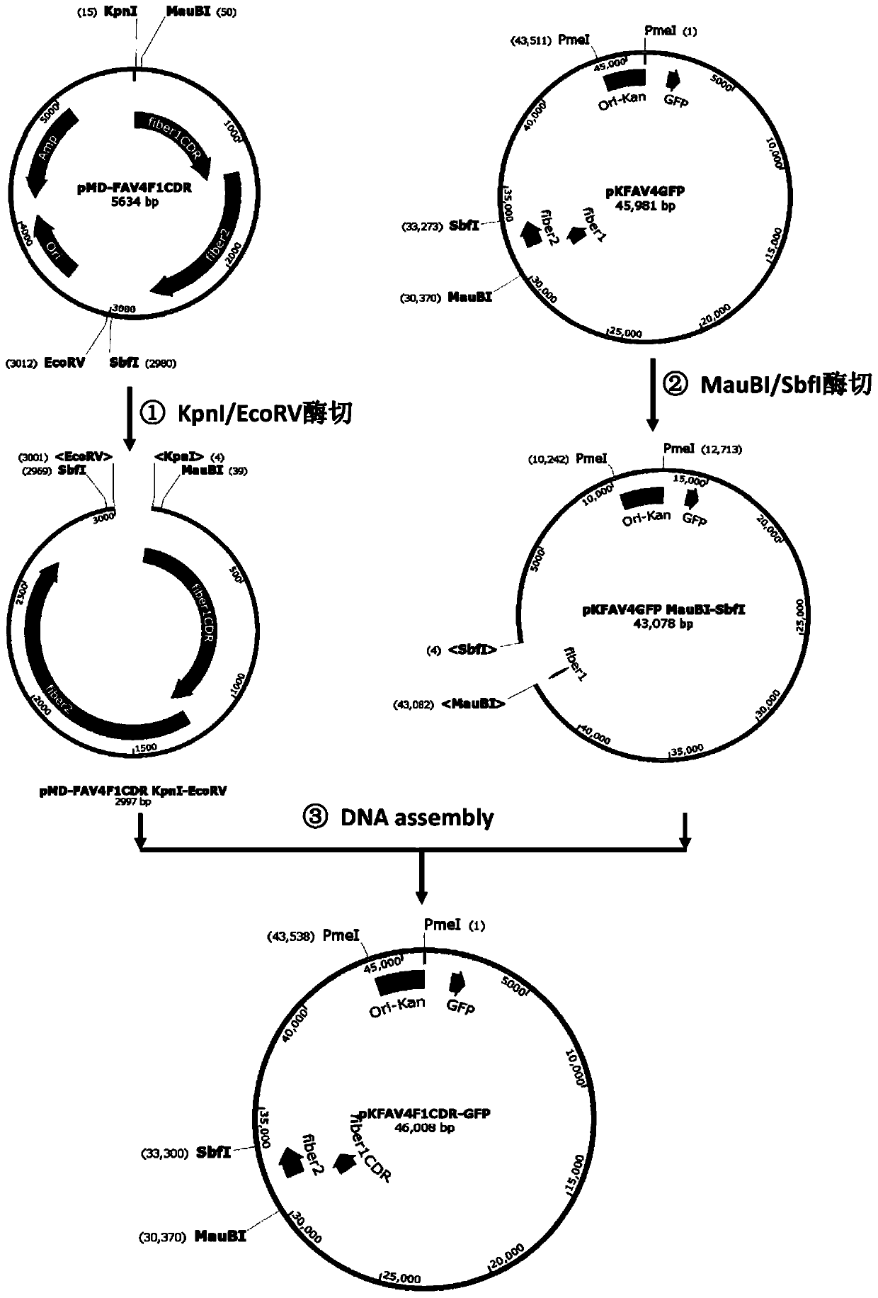 Fowl type-4 adenovirus vector for target infection on mammalian cells and application of fowl type-4 adenovirus vector