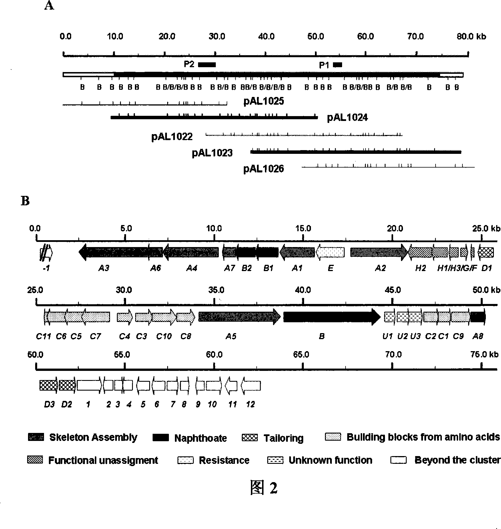 Biological synthesis gene cluster for Azintamide