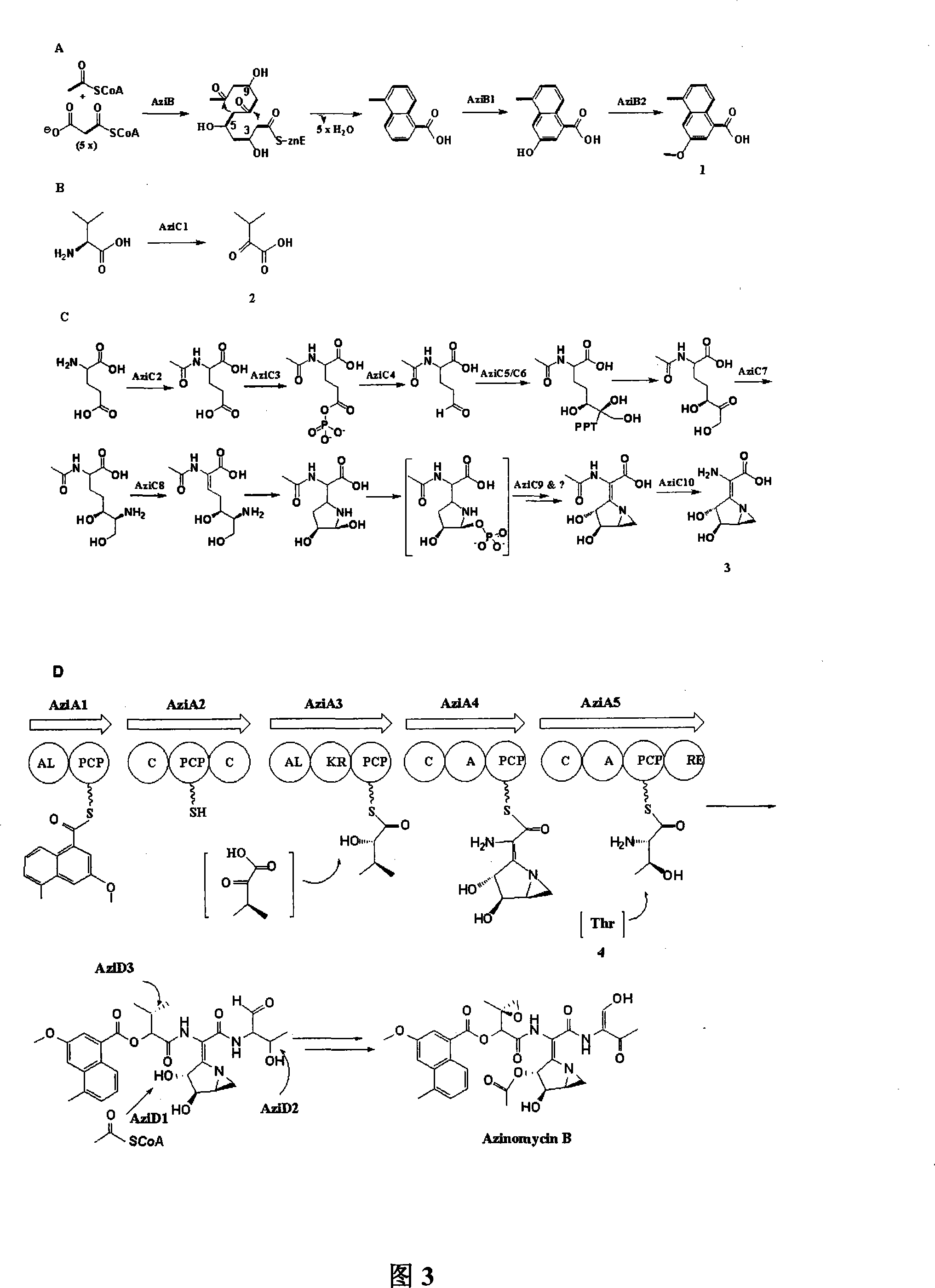 Biological synthesis gene cluster for Azintamide