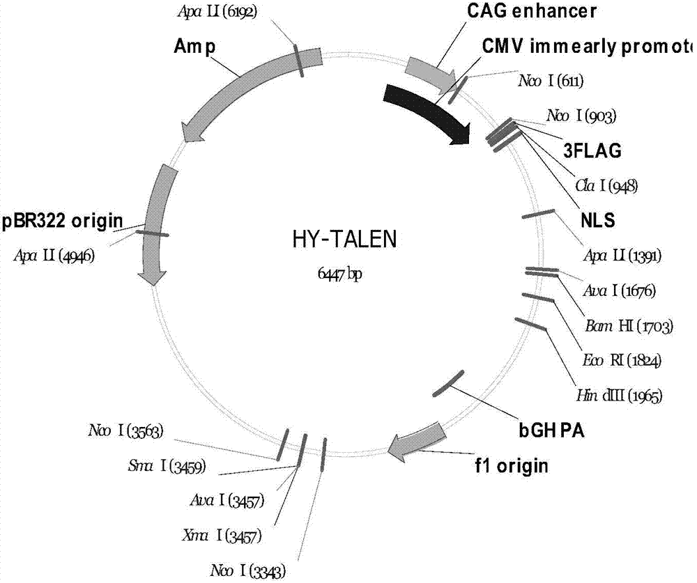 Method of target-integrating foreign DNA (Deoxyribonucleic Acid) sequence to Rosa26 sites of rat and mouse as well as application thereof