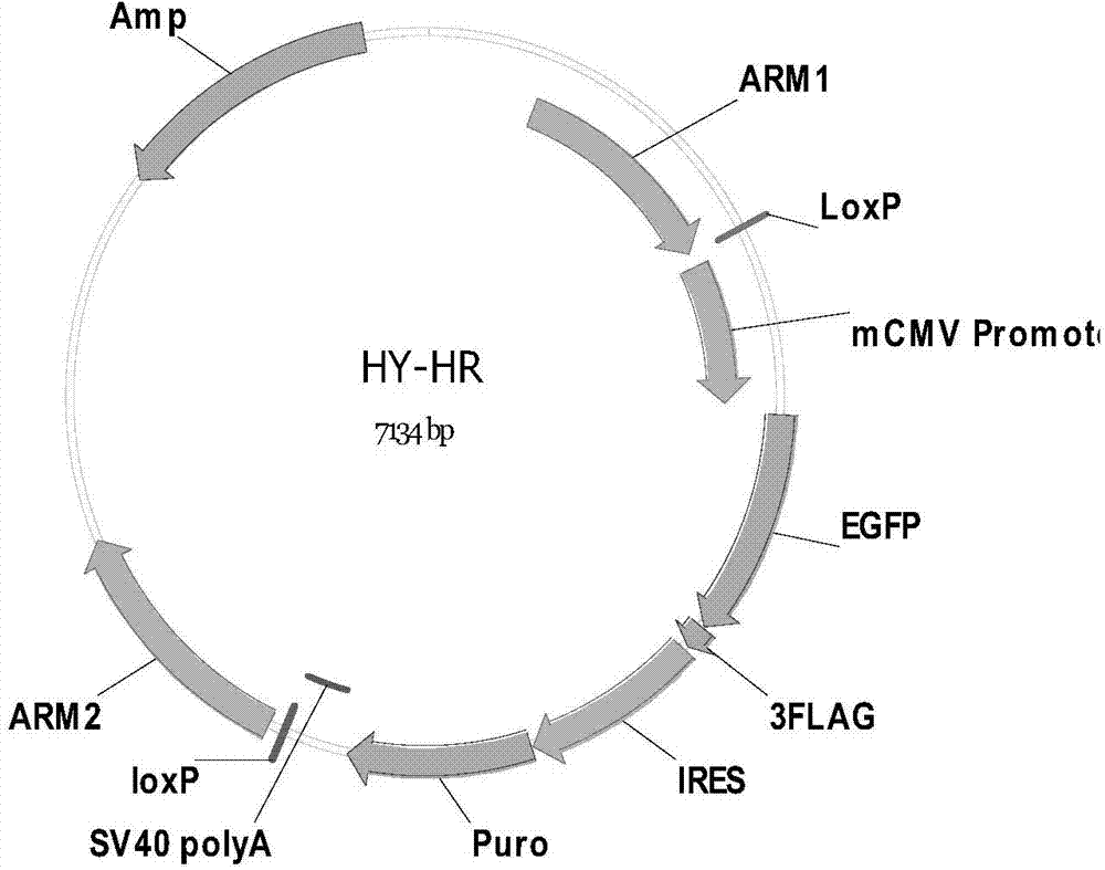 Method of target-integrating foreign DNA (Deoxyribonucleic Acid) sequence to Rosa26 sites of rat and mouse as well as application thereof