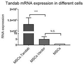 Mesenchymal stem cells (MSCs) secreting IL-6 antibody/CD20 antibody as well as construction method and application of MSCs