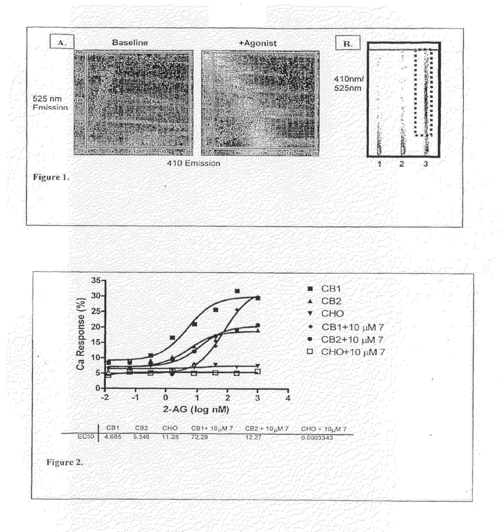 CB1 Antagonists and Inverse Agonists