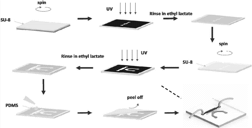 Glomerulus system based on micro-fluidic chip and applications of glomerulus system