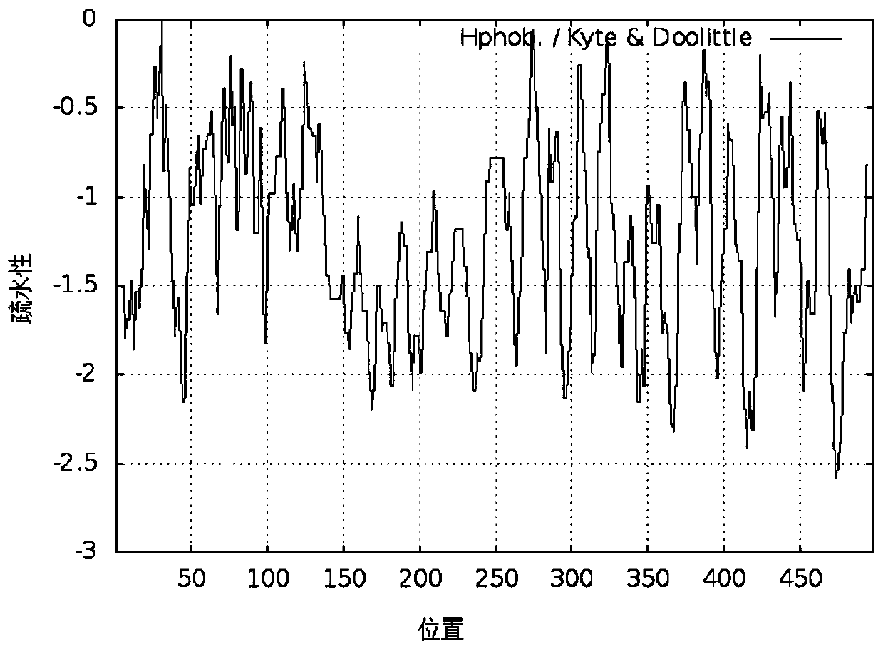 Recombinant human type III collagen, expression strain and construction method