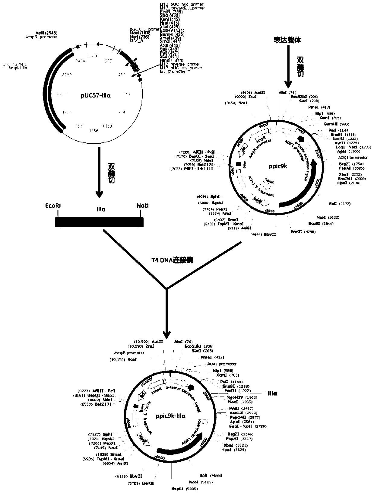 Recombinant human type III collagen, expression strain and construction method