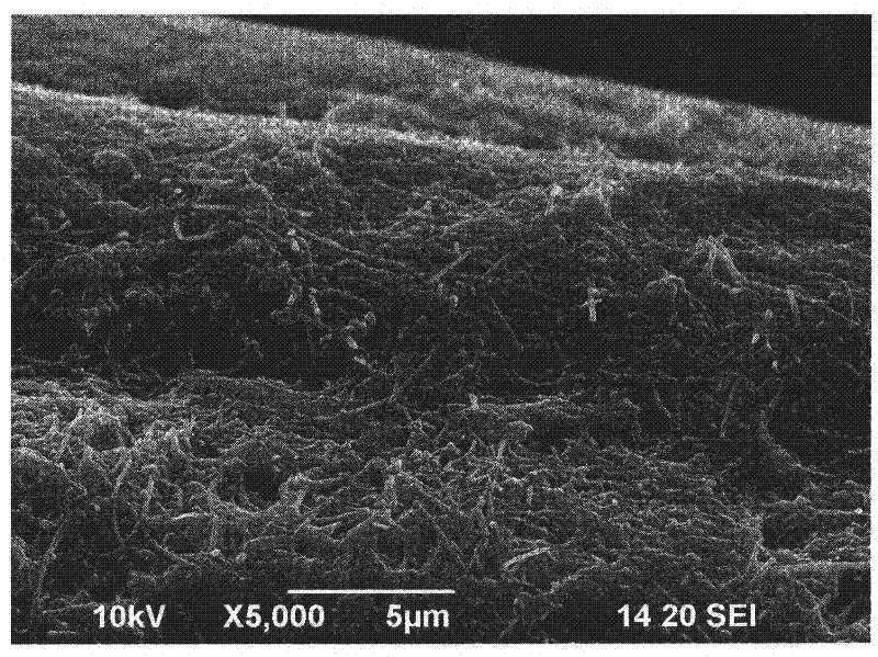 Electroconductive fibers with carbon nanotubes deposited thereon, electroconductive threads, fiber structure, and process for producing same