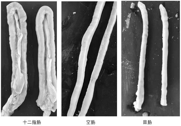 Feed additive for improving intestinal health index of broiler chickens and application of feed additive