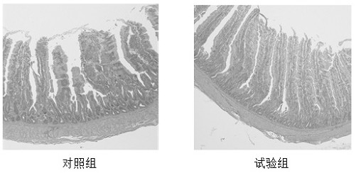 Feed additive for improving intestinal health index of broiler chickens and application of feed additive