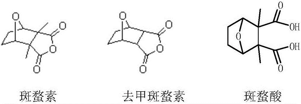 Norcantharidin monoester salt derivative and anti-tumor application thereof