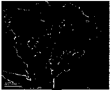 0D/2D iron phosphide/cadmium sulfide composite photocatalyst, and preparation method and application thereof