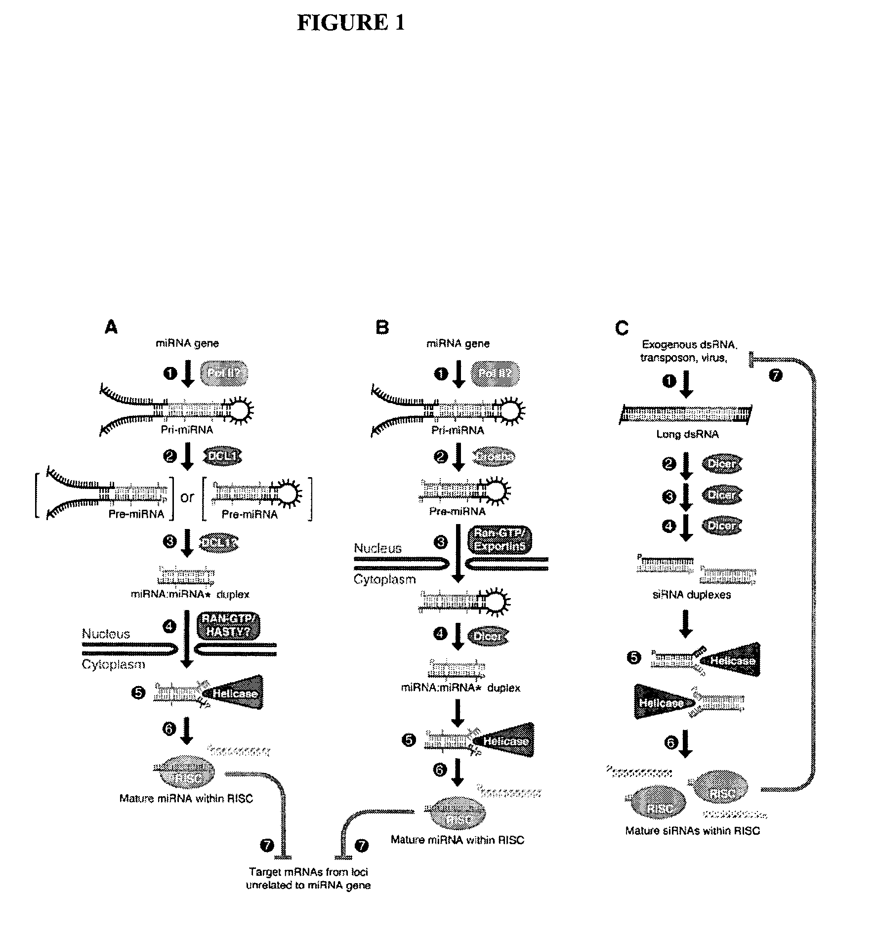 Prostate cancer-related nucleic acids