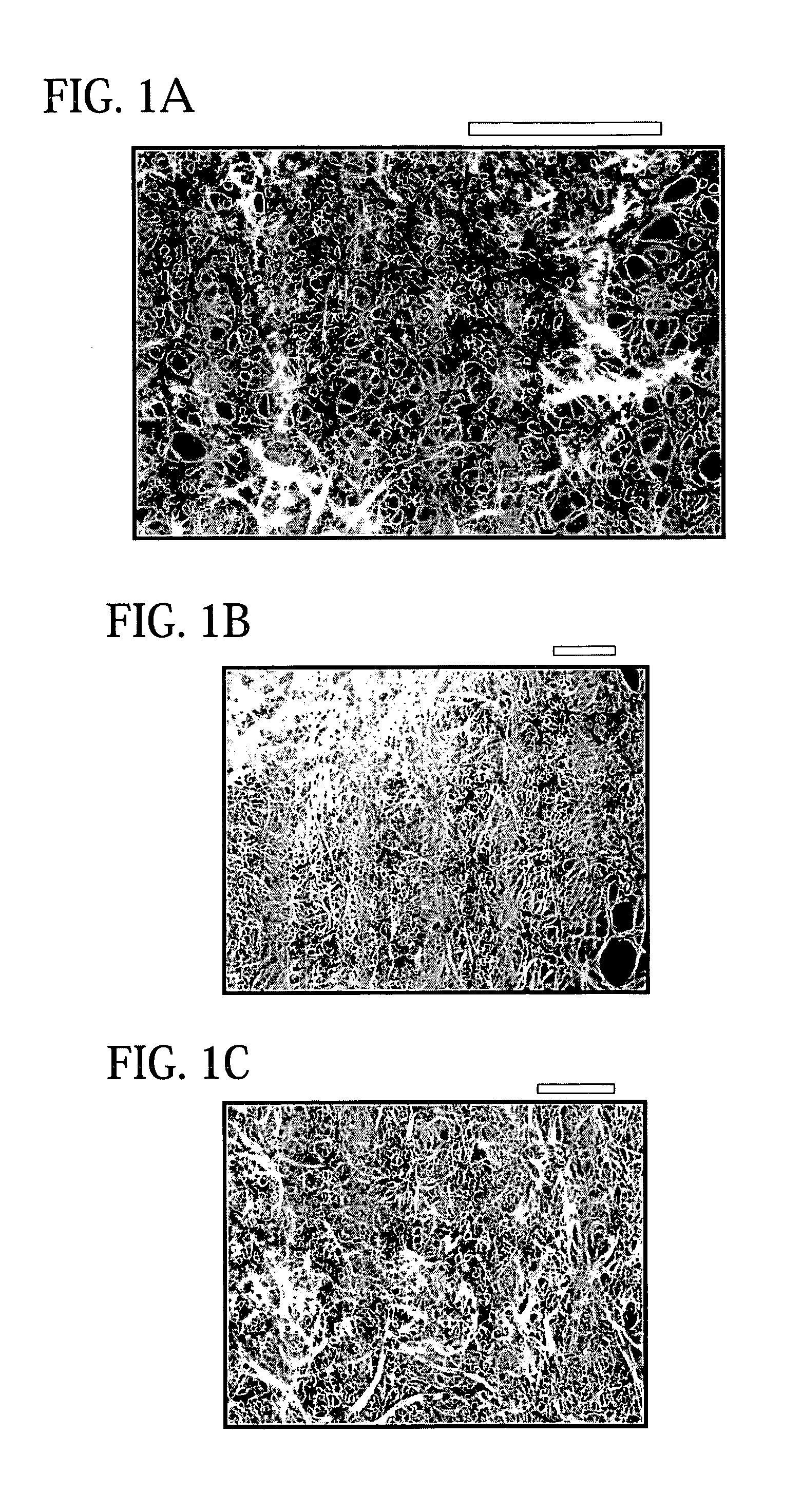 Sidewall-functionalized carbon nanotubes, and methods for making the same