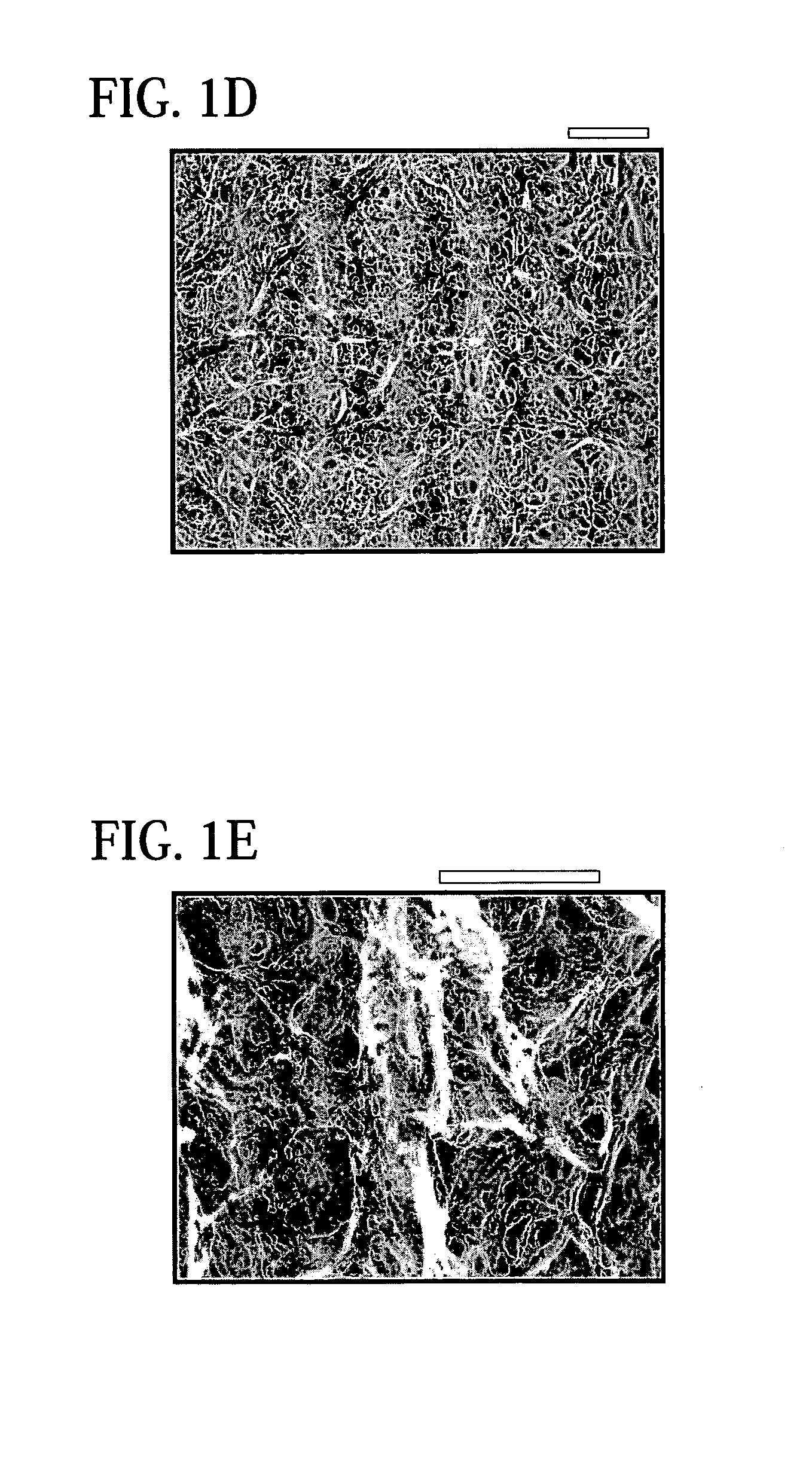 Sidewall-functionalized carbon nanotubes, and methods for making the same